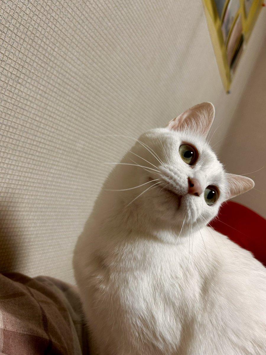 うちのめっかわプリンセス👸👸
