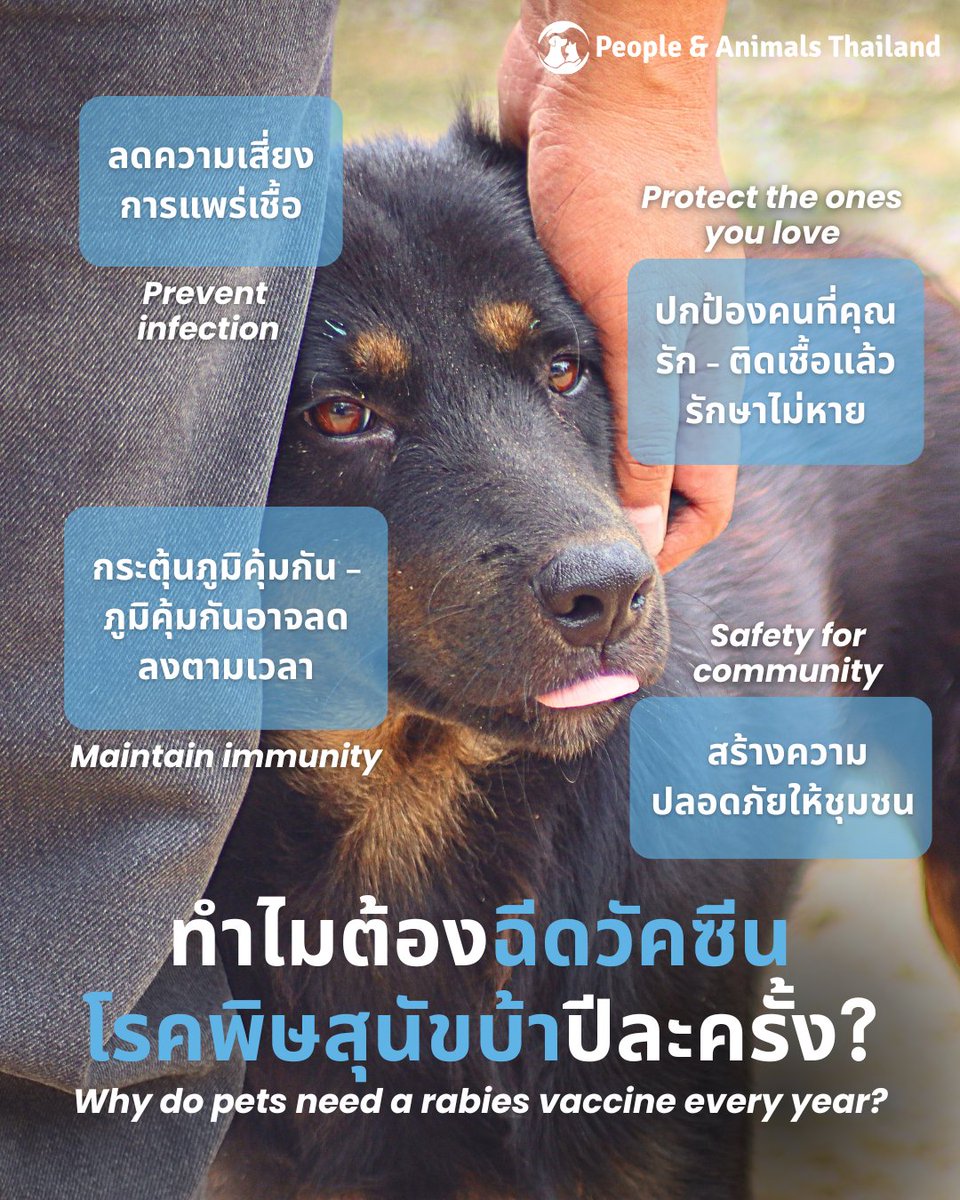 🐶 Why does the rabies vaccine matter and why should it be given every year? 

#Rabies is a severe viral disease 🚨 Once symptoms show, it is almost always fatal for both animals and humans. Sadly, cases still occur in Thailand every year.