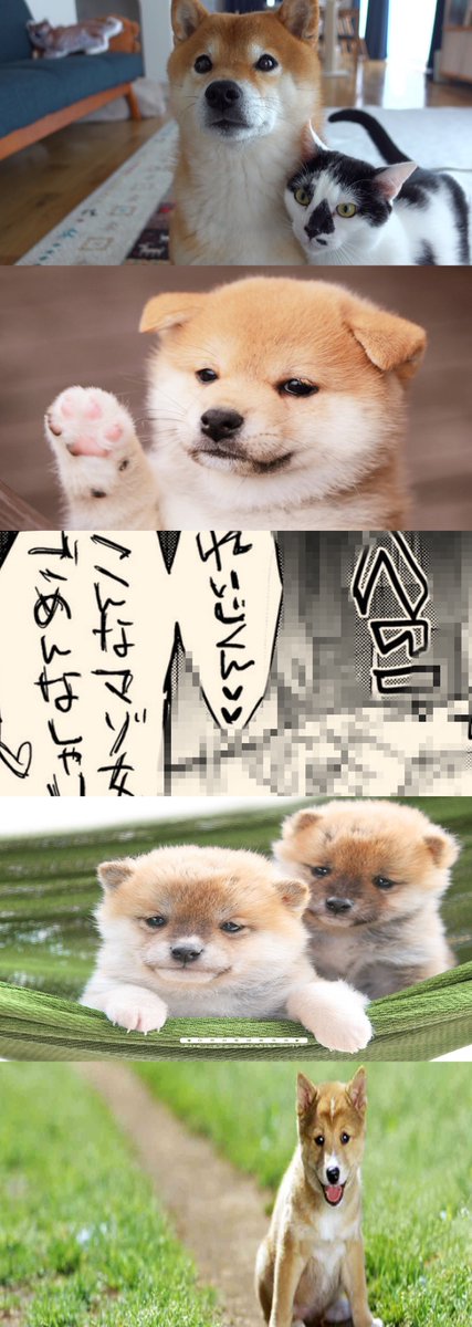 どくしょ📚読書 tweet media