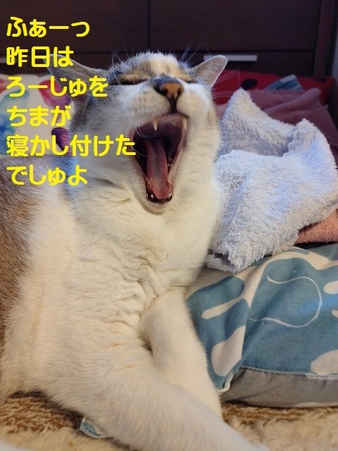 こはる日和. (@daijyoyuukoharu) / Posts / X