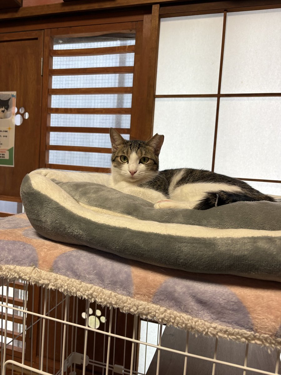 保護猫カフェ ネコリパブリック東京お茶の水店 tweet media