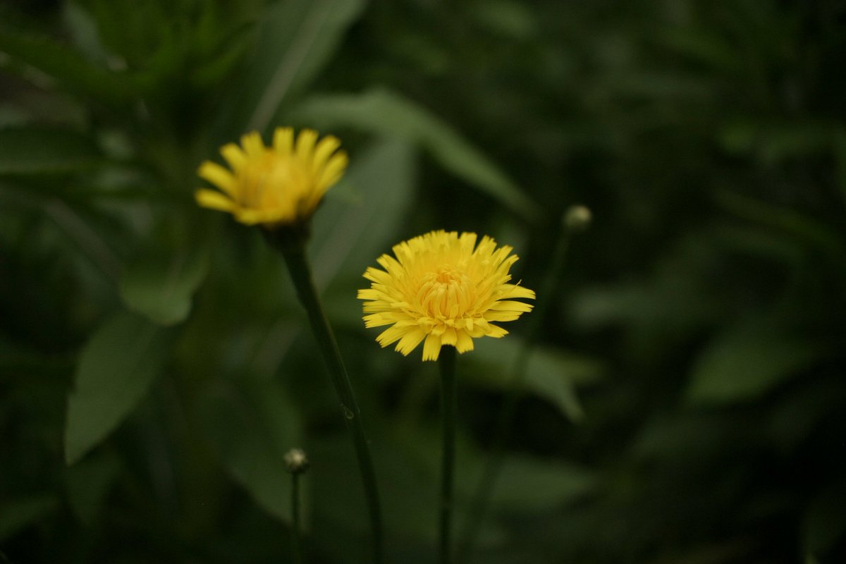 こんにちは！単焦点レンズで撮影してみました📸