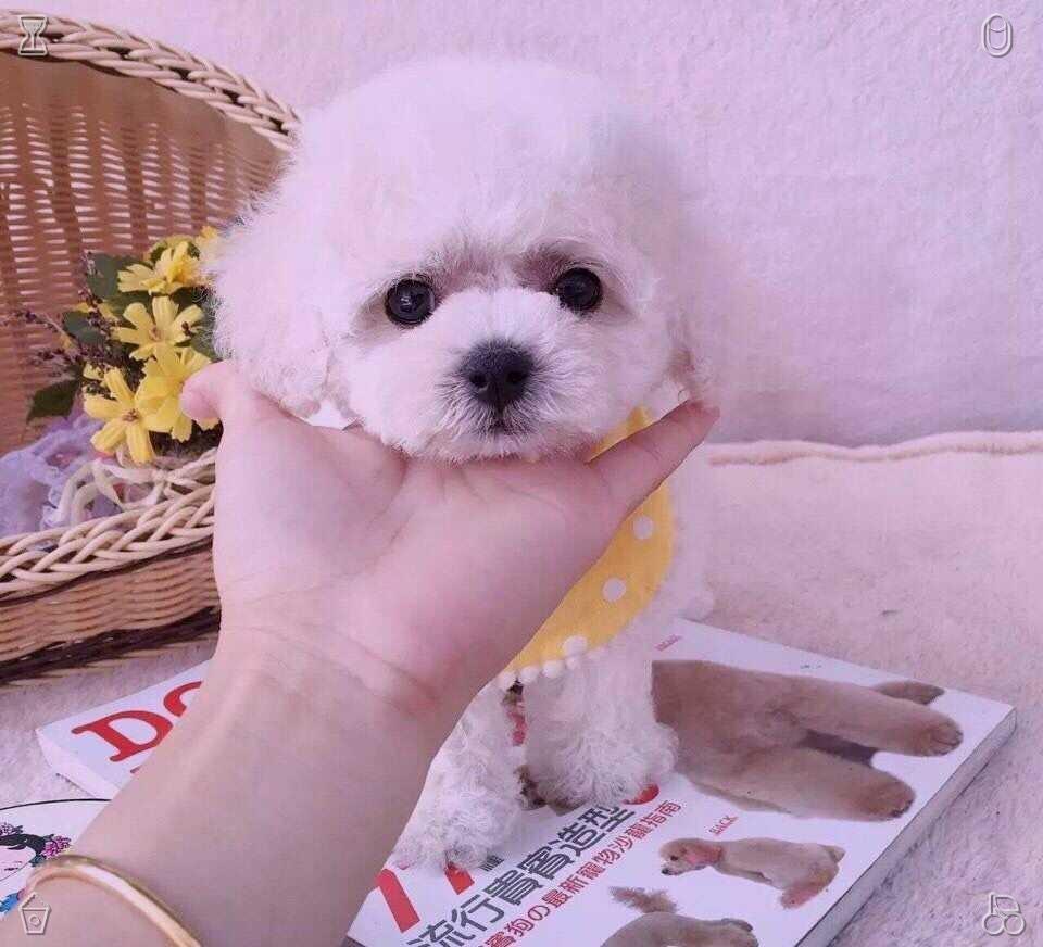 AngelaSRTTT's tweet photo. The hamster has returned for another walk. https://t.co/jNKP7PJiSt