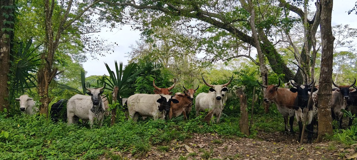 PLArboletes's tweet photo. Las características de este lote, con características raciales adaptadas al trópico bajo, mezcla de razas criollas y cebuinas  le dan un plus a la hora de pensar en fertilidad, adaptación, sanidad 
Que apuntan a la ganadería regenerativa.
@Fedegan 
@jflafaurie 
#todosavacunar https://t.co/qffngACYrP