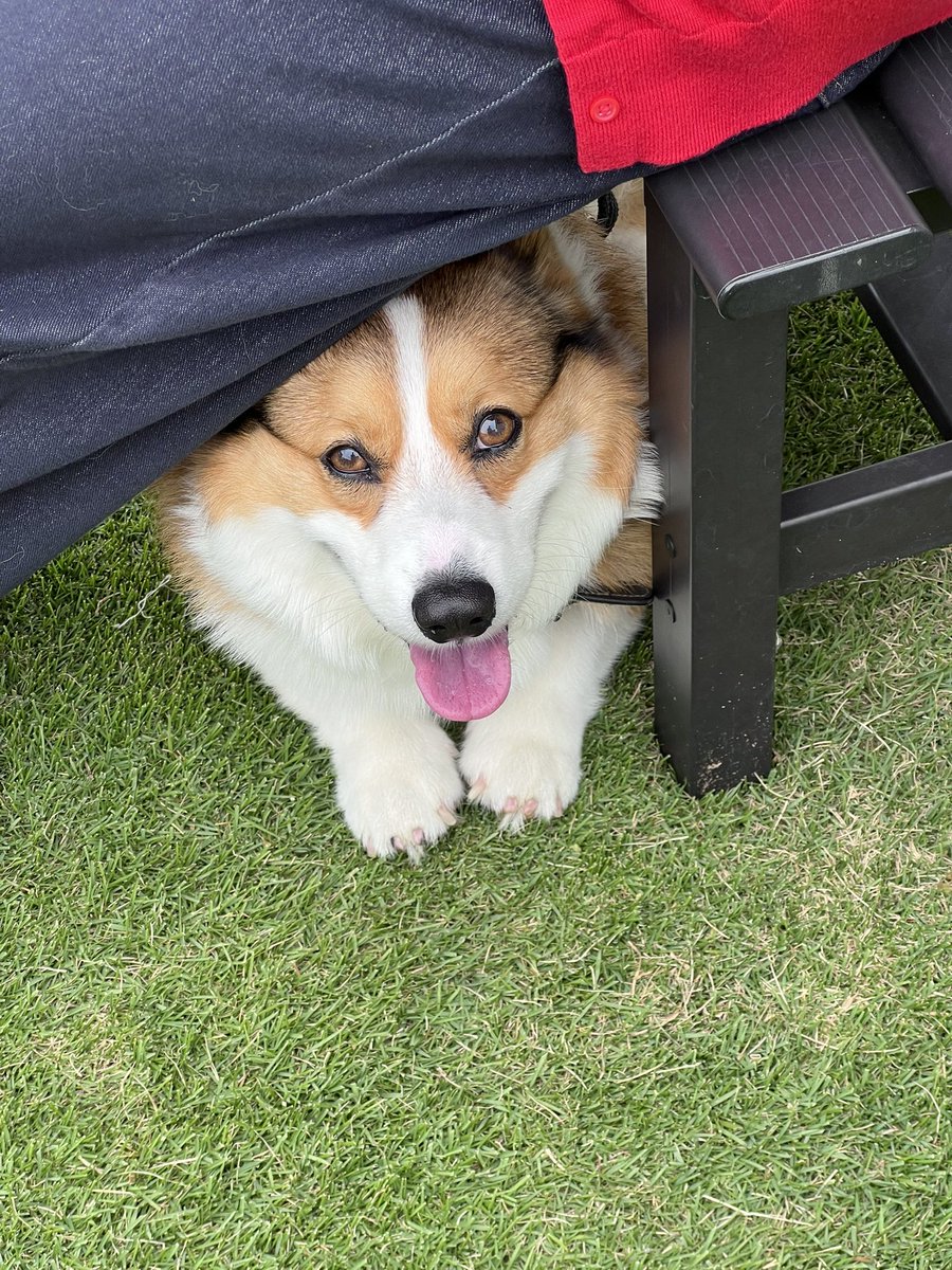 AK49_S660's tweet photo. 祭りの空砲がパンパンなったので、びびって隠れるコーギー
#corgi #コーギー https://t.co/MCkXpbUpv6