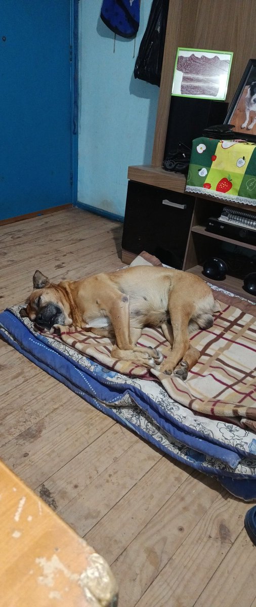 perroloco2010's tweet photo. Mi gordo no aguantó y cayó lona antes de ver conmigo el programa 
#fiebredebaileCHV https://t.co/PePdj63cqA