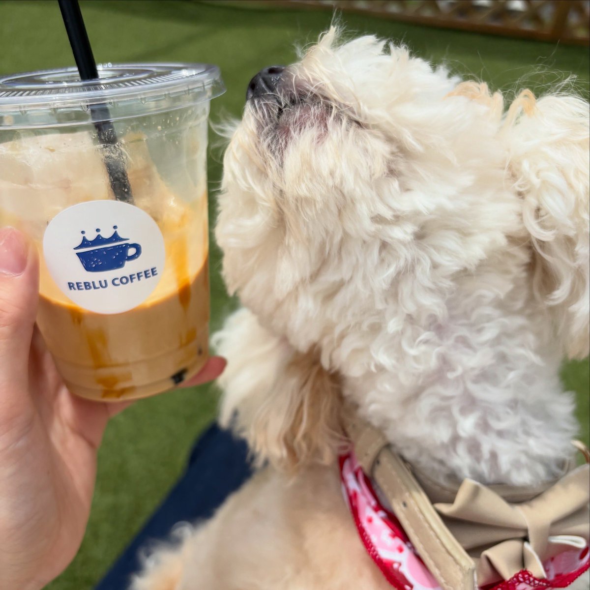 sgsk94's tweet photo. ドッグフレンドリーなカフェ 
REBLU COFFEE さん🐶☕️

オーダーしたのは「REBLUラテ」
ほどよい甘さでとっても美味しかった♡

帰り際、1歳の誕生日を迎えたミシェルに
ワンちゃん用のおやつをいただきました🙌
ありがとうございました🐾

#REBLUCOFFEE #佐賀市カフェ https://t.co/YiAZQgOiPJ