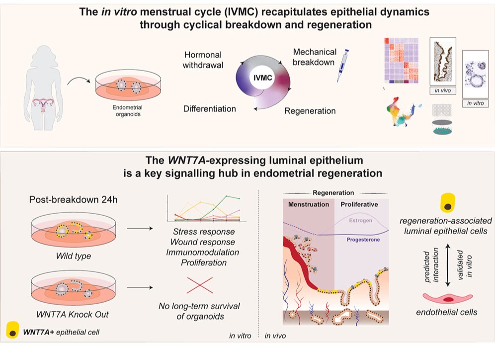 Organoid News tweet media