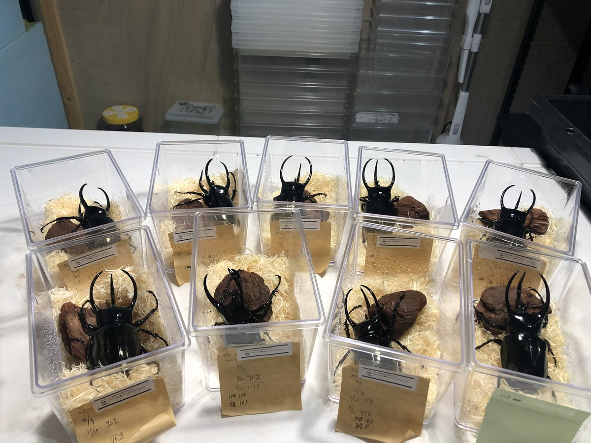 フルスタックビートル　full stack beetle tweet media