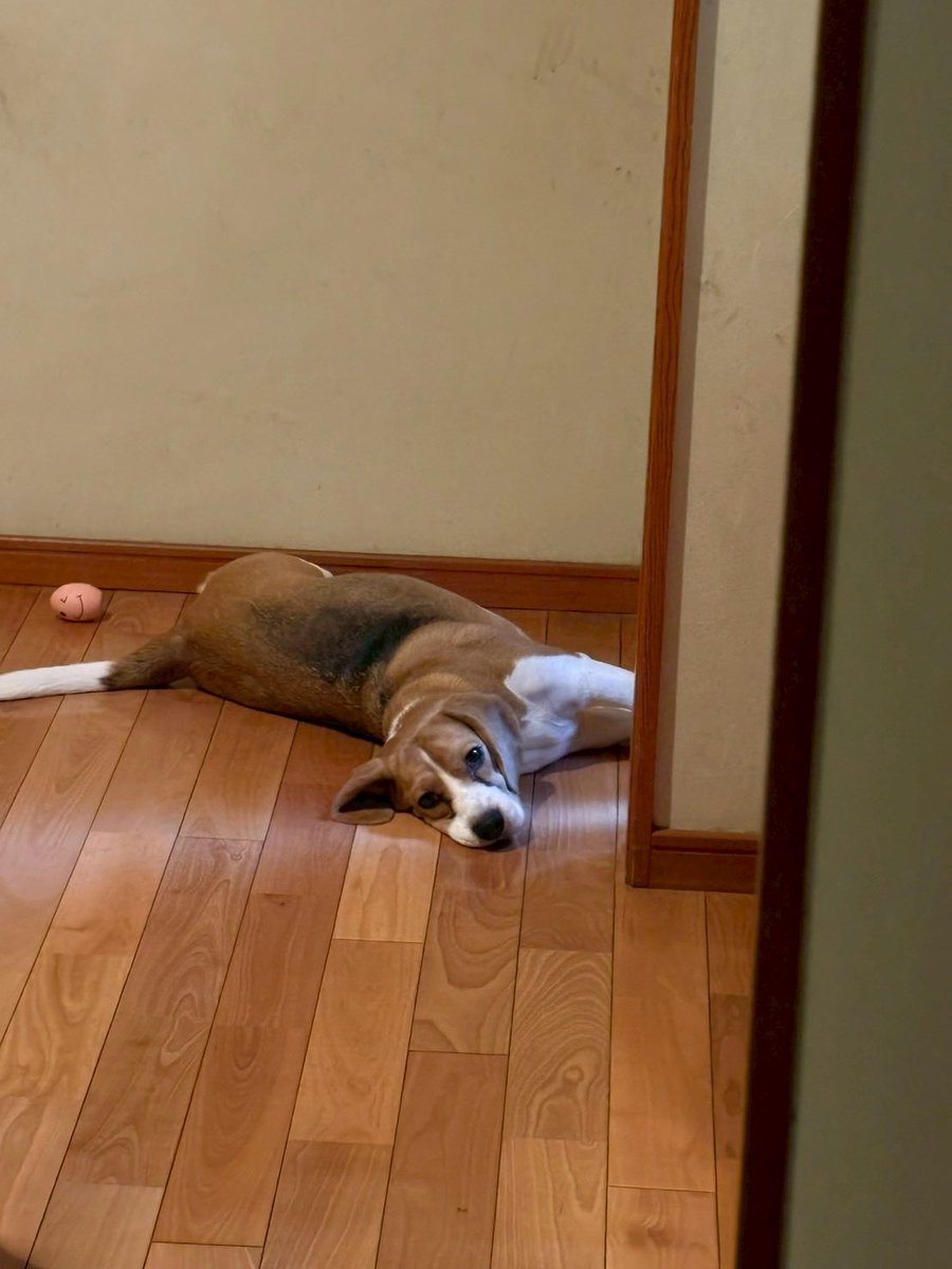 ふてぶてしい犬 tweet media