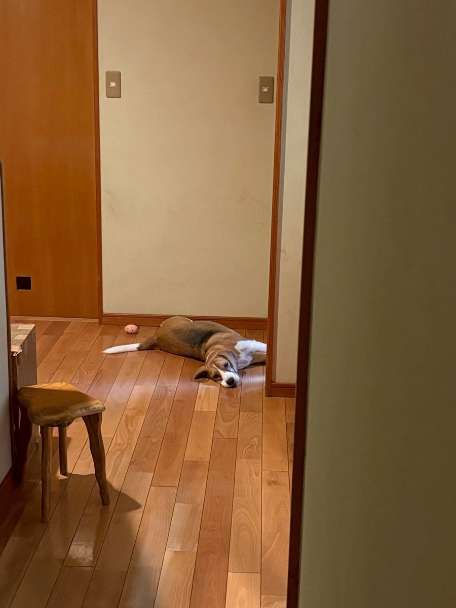 ふてぶてしい犬 tweet media