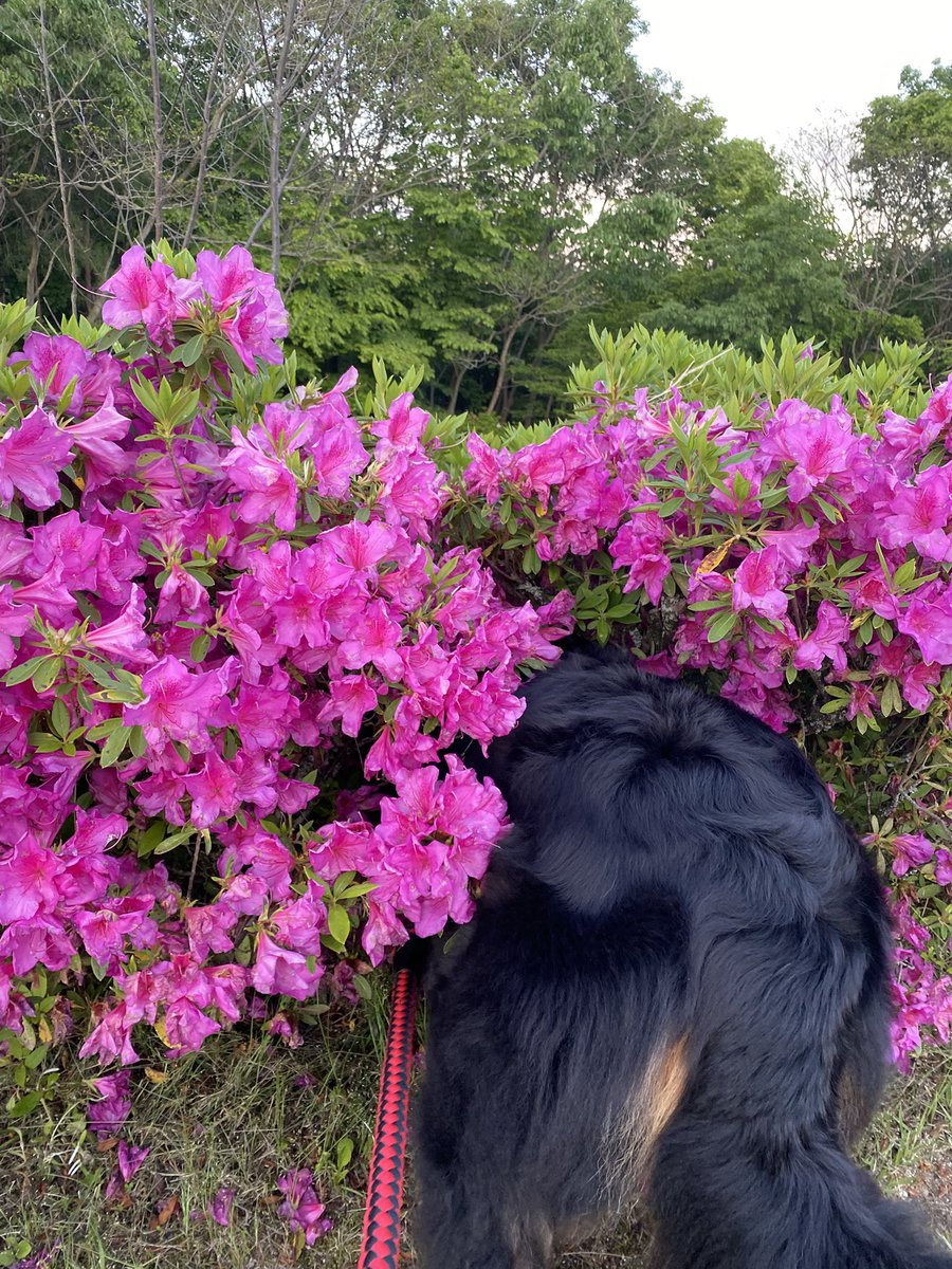 lucylucy641's tweet photo. ツツジを堪能中
#bernesemountaindog https://t.co/Zs48sVuyrK