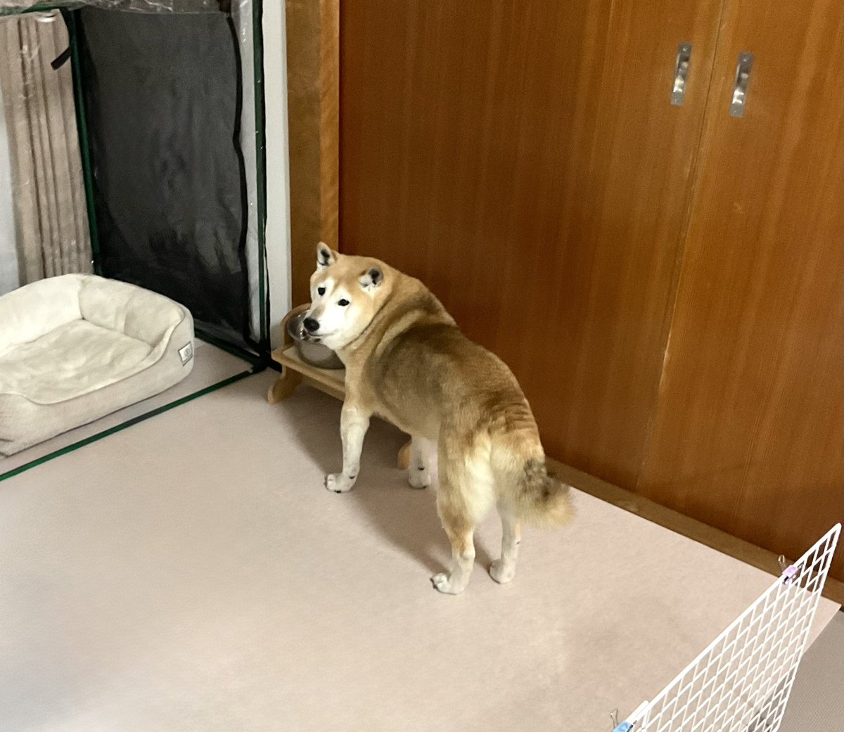 いぬ tweet media