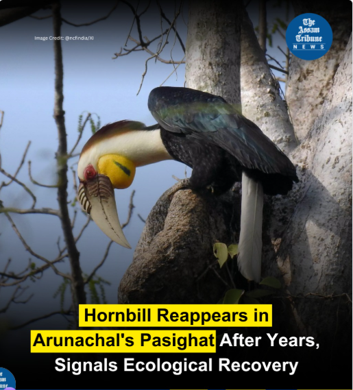 AP_Diaries's tweet photo. A rare and inspiring return to the wild!
The Oriental pied hornbill has been sighted again in Pasighat after a long absence—signaling hope for biodiversity and conservation in #ArunachalPradesh.
#WildlifeRevival #Biodiversity #Conservation #NatureReturns https://t.co/ZIPPKWKWmt