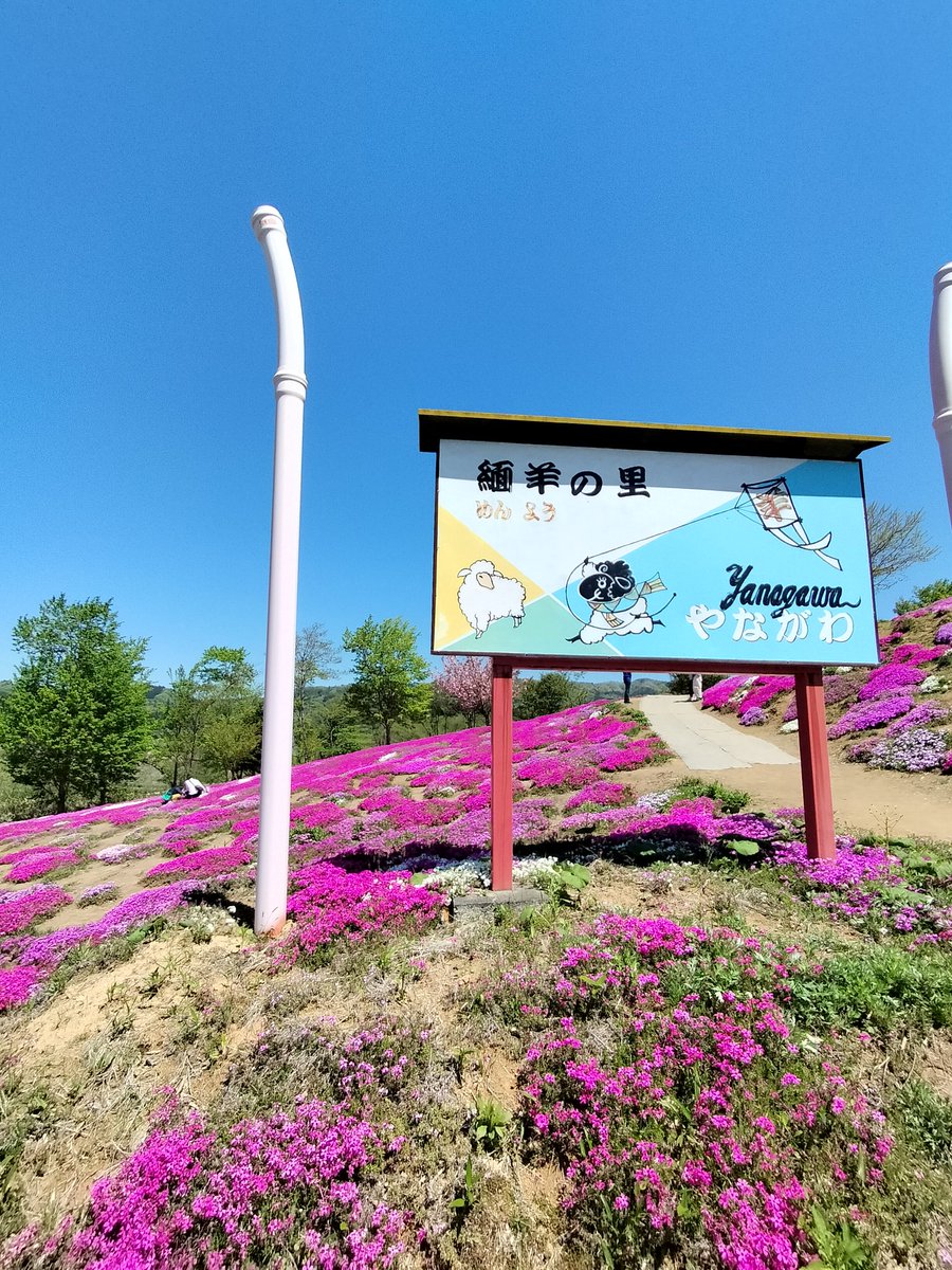 江刺田瀬インター脇の
芝桜が美しい
個人の方が管理していると聞いたが青空に映えて見事な景色が広がっています