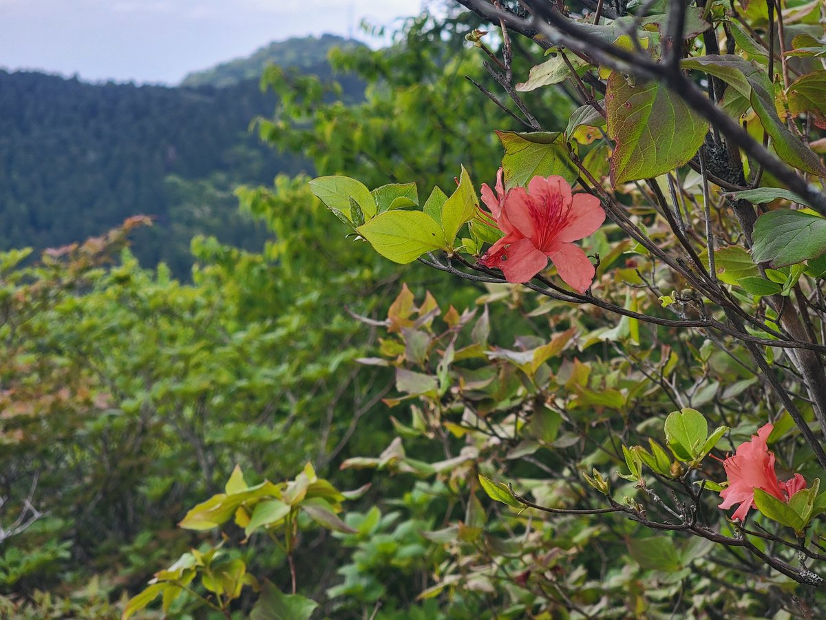 FujisanZ's tweet photo. 加波山山頂なう。
帽子を忘れた。
曇っていて、助かった。 https://t.co/RLB49aEqZv