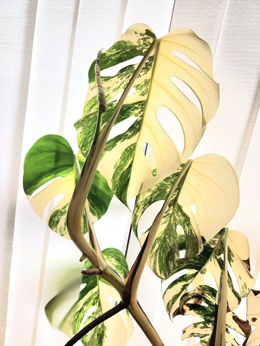 Chickenplants tweet picture