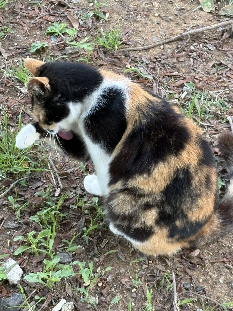 5月6日の食後のまったりタイム😽🎶