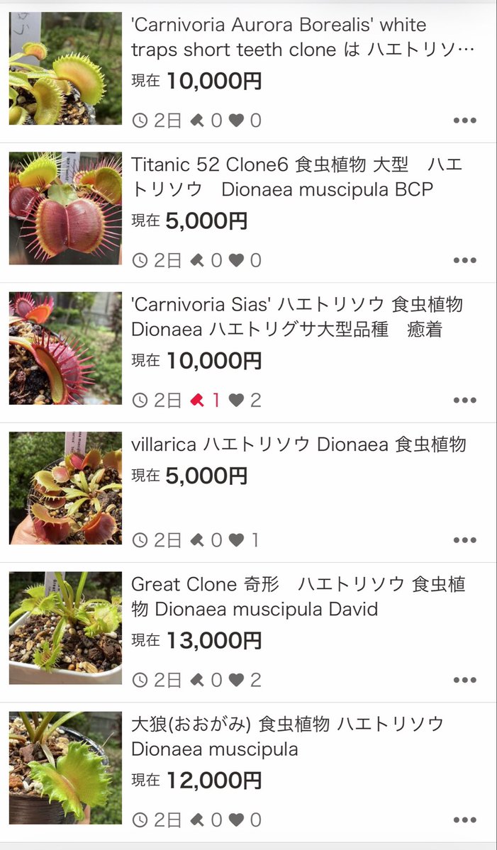 Pan-nu@食虫植物楽しいよ tweet media