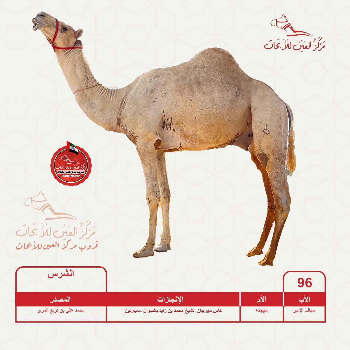 الهجن الاصايل 🐪 tweet media