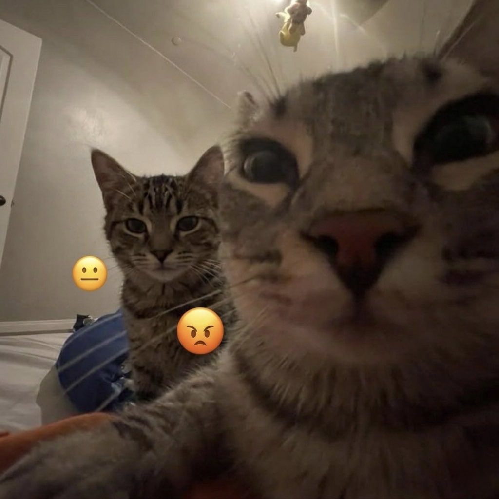 hardcatmemes's tweet photo. https://t.co/eNEvVN2ea0