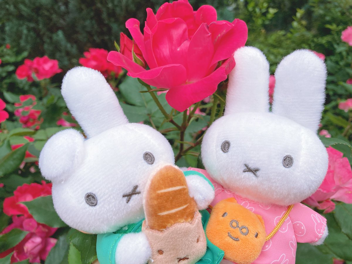 Post by みっふぃさんのおうち on X: 🌹
