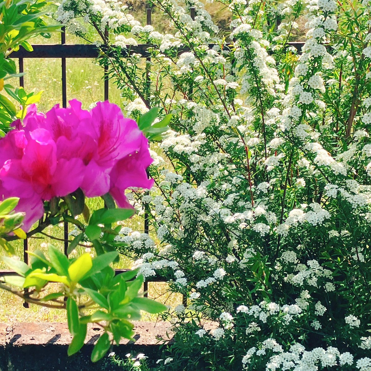Dite_work's tweet photo. 満開の躑躅と土佐下野🌸
昨日朝から45Lゴミ袋7枚分の草抜き&amp;剪定して腕が筋肉痛…新しく庭木を増やすことにしたので楽しみ楽しみ😊 https://t.co/Biem9npq1B