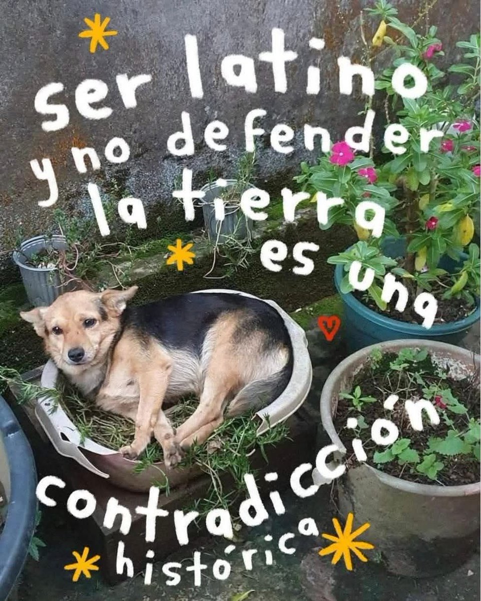 Dilo con perritos tweet media
