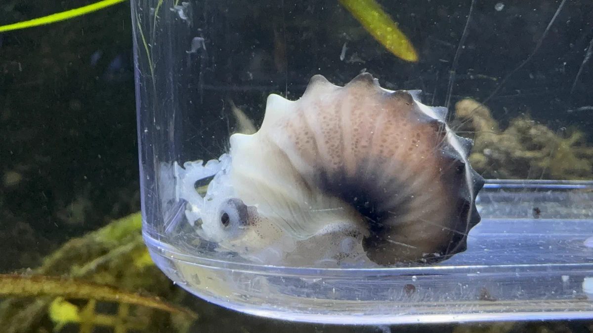 白砂　アオイガイ(タコブネ)中３個小３個　他３セット 幼魚水族館 on X: 