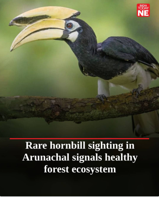 ChudomPema's tweet photo. A hopeful sign for Eastern Himalayas’ biodiversity!
A rare Oriental pied hornbill spotted again in #Pasighat after years—nature’s resilience is alive in #ArunachalPradesh.
@IndiaTodayNE
#Biodiversity #EasternHimalayas #WildlifeConservation #NatureReturns https://t.co/D97FLpbuew