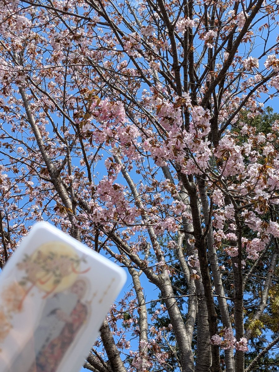 パイタン㌍🐝🦁 tweet media