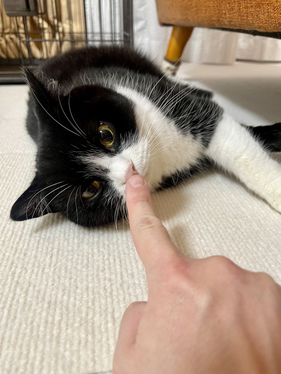 かわいいにもほどがある！