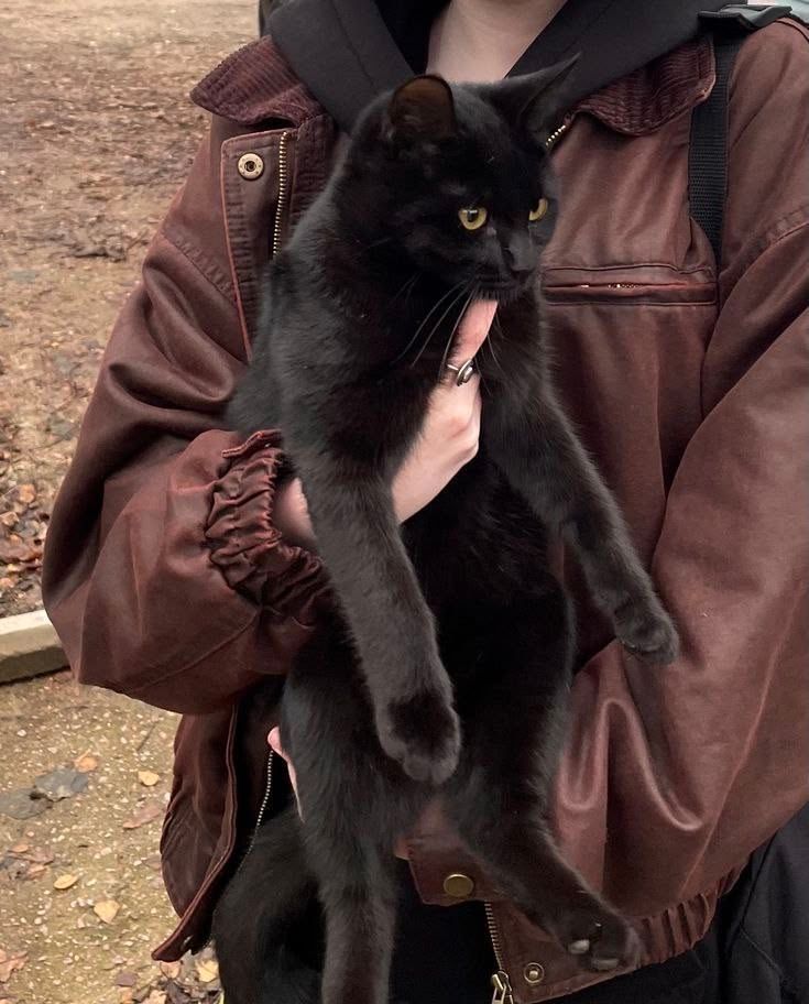 Black cats are not bad luck tweet media
