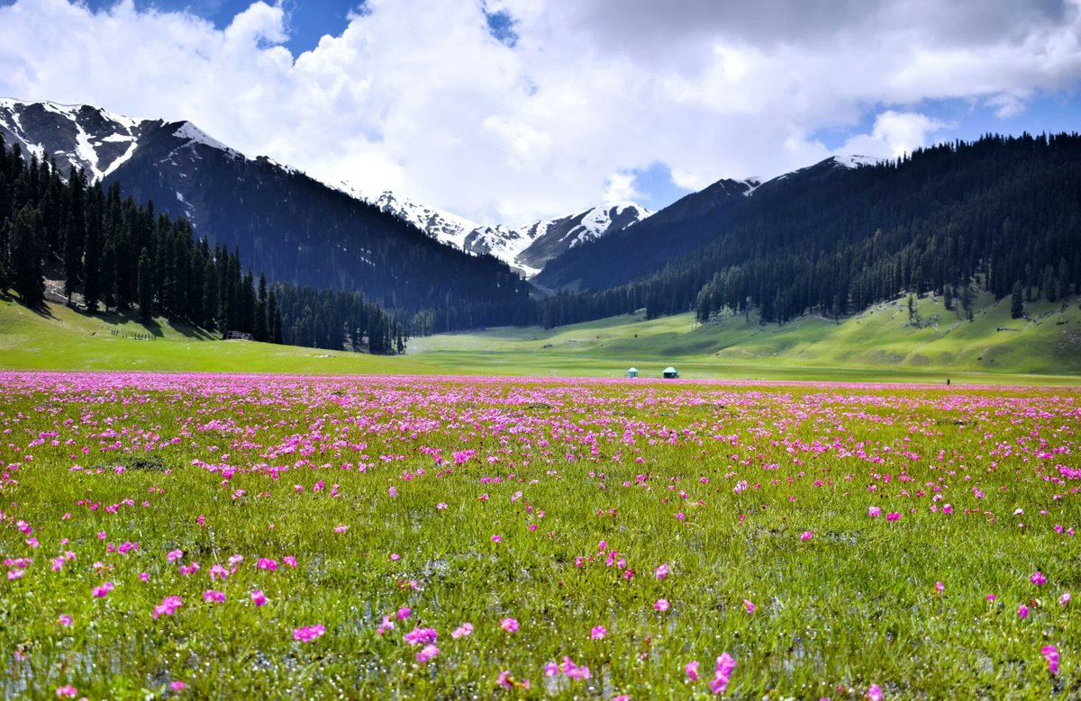 kupwarasentinel's tweet photo. 🌄 The Paradise on Earth – Kupwara....Kashmir’s hidden paradise, painted in green, pink and white

#Kashmir
#Tourism
#BangusValley https://t.co/1KHA6BZuD9