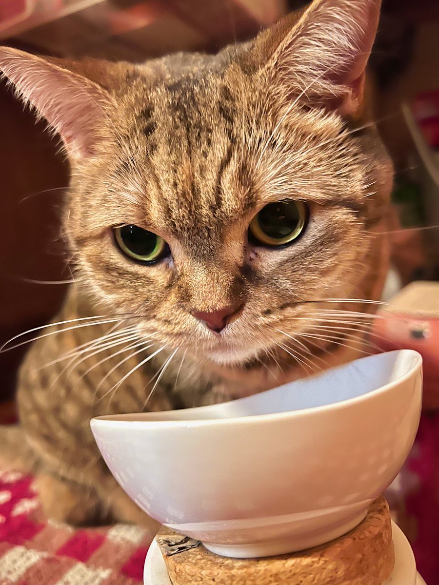 はい、カリカリの味が変わったんじゃないかと疑う猫上げときますねー（変わってません）。