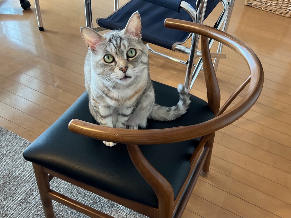 今日は我が家でいとこ会😊
食べすぎました〜 (´ε｀;) ﾌｰ

猫さまは来客（総勢9名）にちょっと興奮気味でした(`ФωФ')