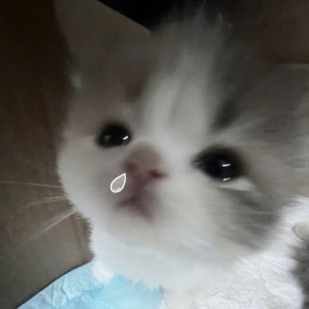 miau tweet media