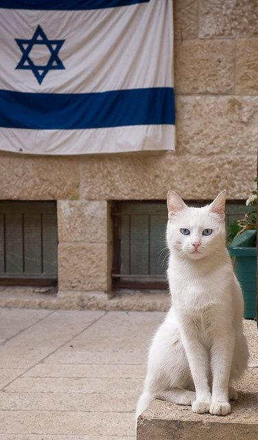 NEKO
