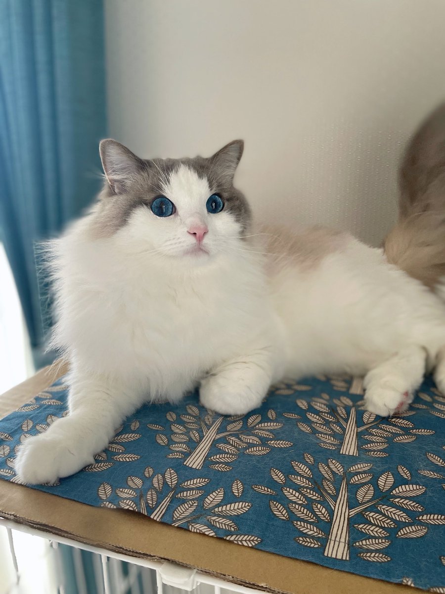 要求通過得意顔猫

 #猫がいる幸せ #ねこかわいいね