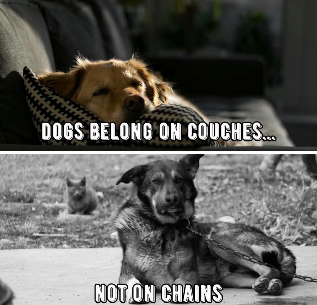 𝕏 Dogs tweet media