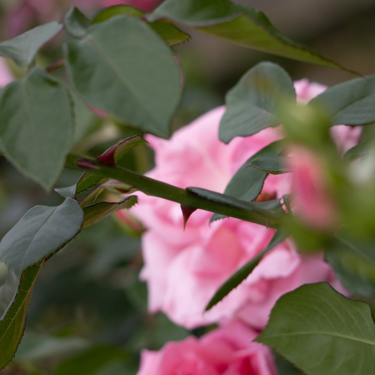 神代植物公園 【公式】 tweet media