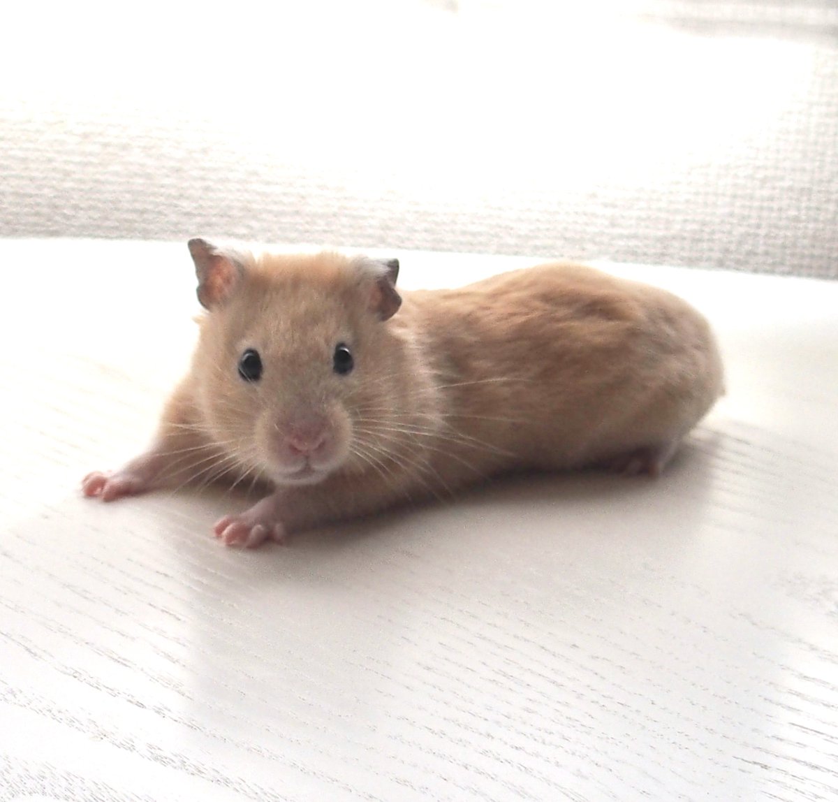 ハミにやさしく tweet media