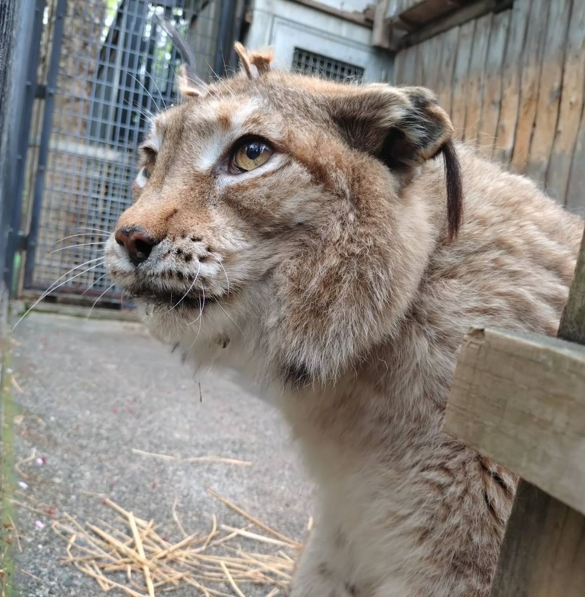 ヒノトントンZOO（羽村市動物公園） tweet media