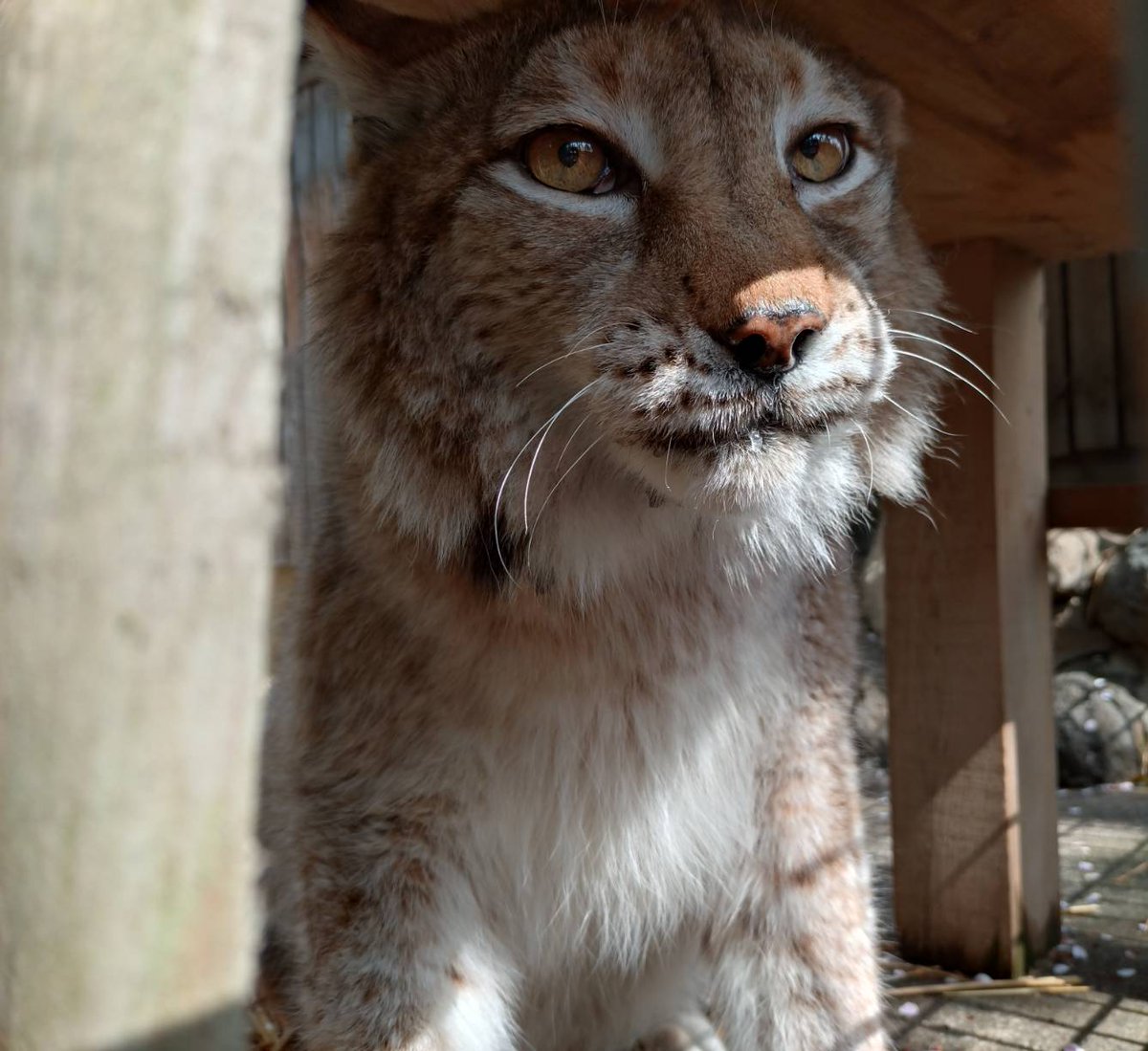 ヒノトントンZOO（羽村市動物公園） tweet media