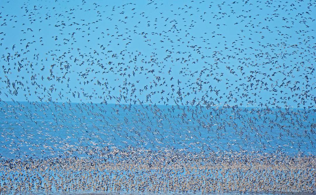 iLiaoning's tweet photo. Peak migration season has arrived in Donggang, Dandong City, #Liaoning Province. Let’s witness the spectacular sight of migratory birds taking flight at the Yalu River Estuary Wetland!
#BirdWave #MigrationSeason #NatureLovers https://t.co/JGdNepQ9I8