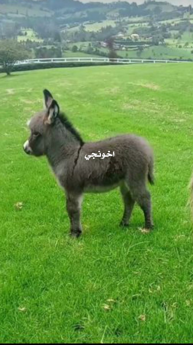 gnoobalarab's tweet photo. @The51USAnews انت حمار تخزنجي تم نقله الى امريكا ، اخونجي جحش 
لن تتغيرو ابدا ولن تفحلو في الدنيا والاخرة ، انتم الماسونية اخوان الشيطان https://t.co/TQuVWOhzWV