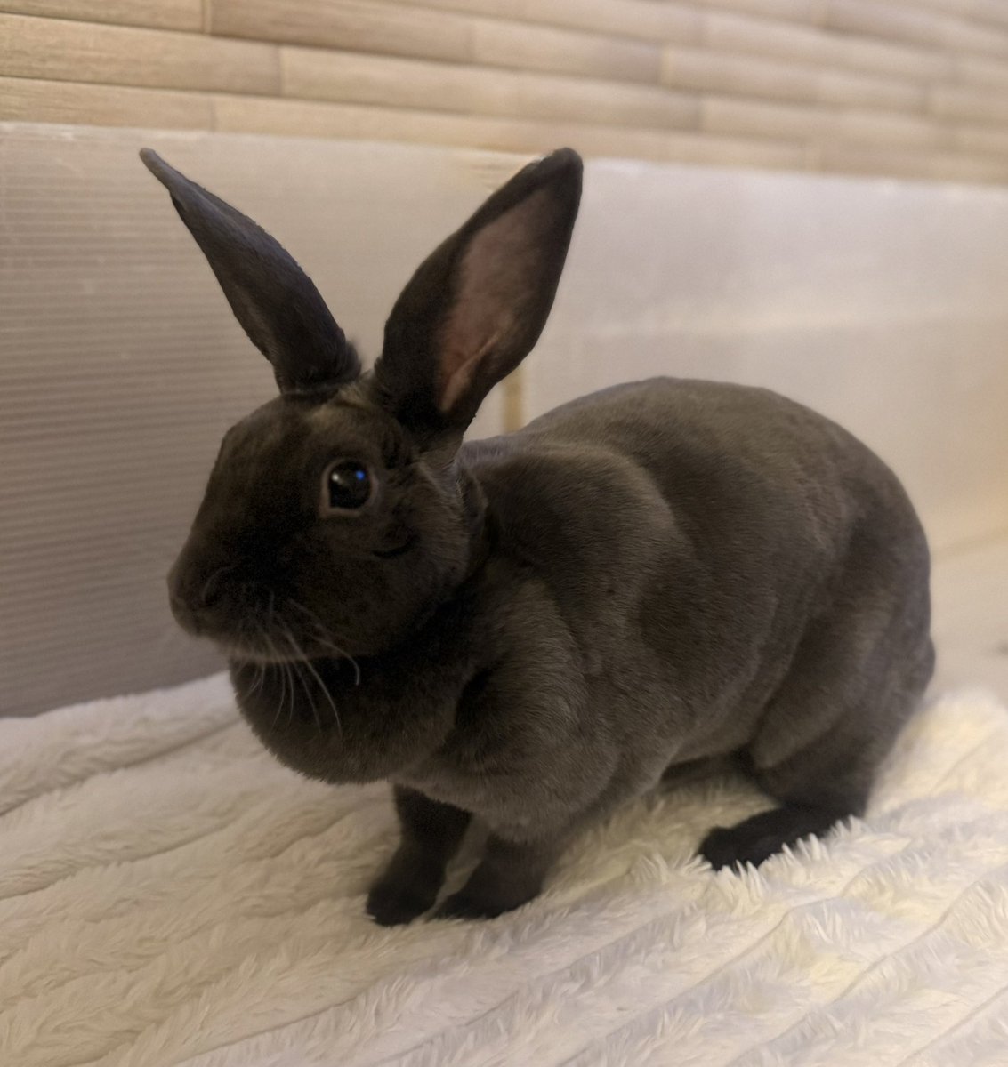 低糖🐰🥥 tweet media