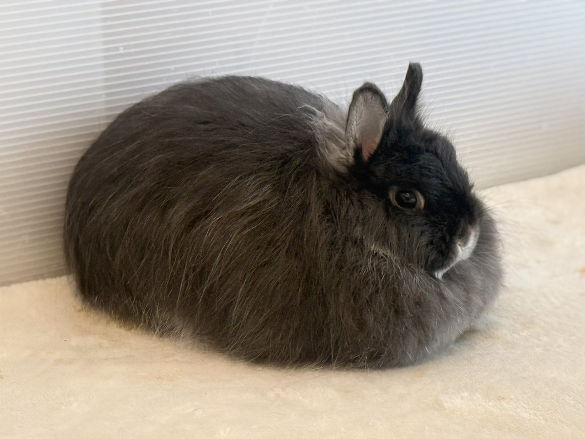 低糖🐰🥥 tweet media