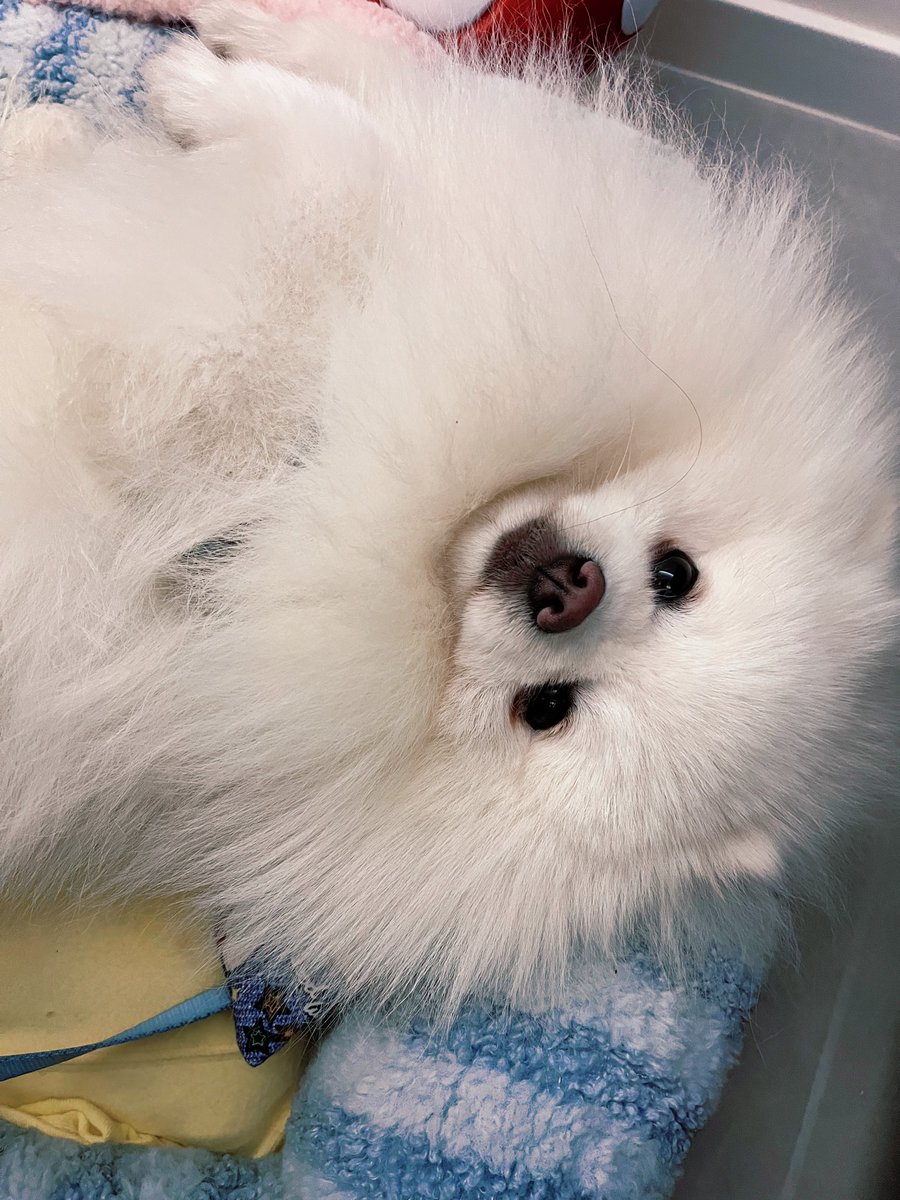 shutong0416's tweet photo. 🍶🍜🐶
感谢阳阳送我的山西汾酒冰箱贴😊 https://t.co/EGqxiypxHW