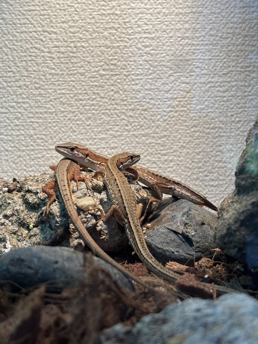 カナヘビ